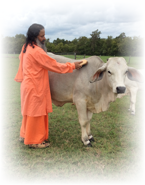 Guruji With Cow